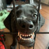 Shmeegoose